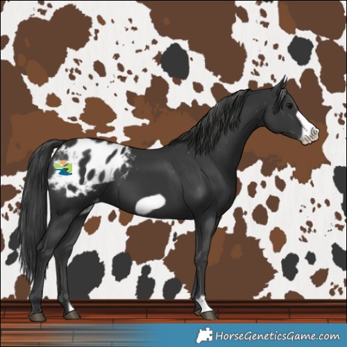 Horse Color:Black Frame Blanket 
