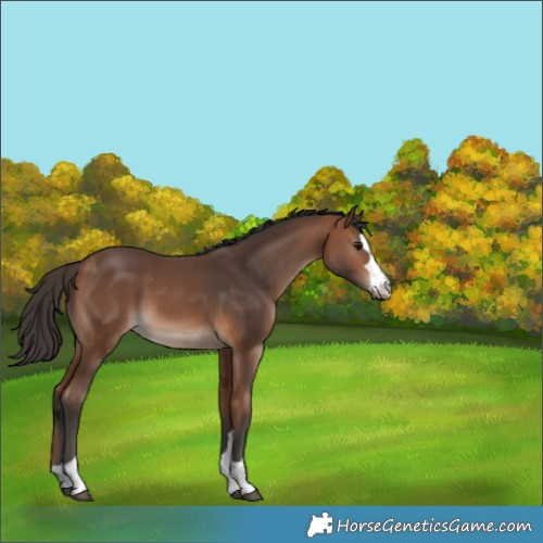 Horse Color:Bay 