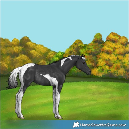 Horse Color:Black Tobiano Rabicano