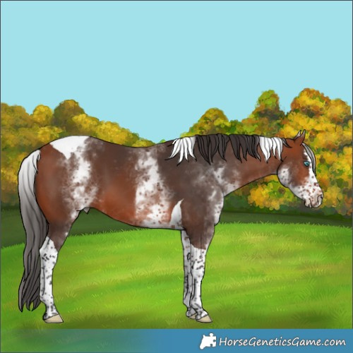 Horse Color:White Spotted Bay Splash Tobiano 