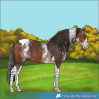 Horse Color:White Spotted Bay Splash Tobiano 