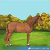 Horse Color:Chestnut 