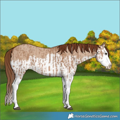 Horse Color:Red Dun Splash  and Red Dun Splash 