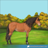 Horse Color:Bay 