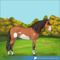 Horse Color:Bay Frame 
