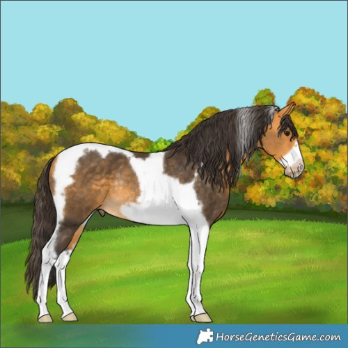 Horse Color:Buckskin Tobiano Frame Rabicano 