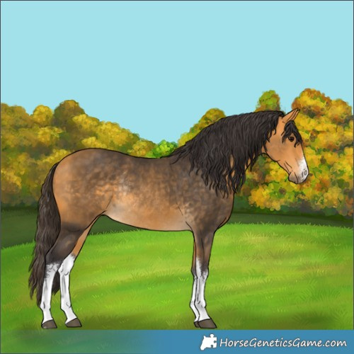 Horse Color:White Spotted Buckskin Rabicano 