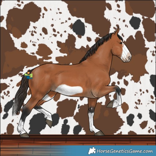Horse Color:Bay Splash Frame 