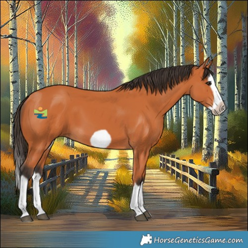 Horse Color:Bay Splash Frame 