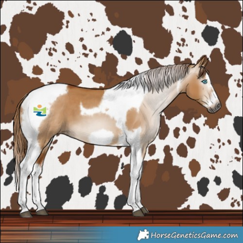 Horse Color:Gray Red Dun Splash Tobiano Frame 