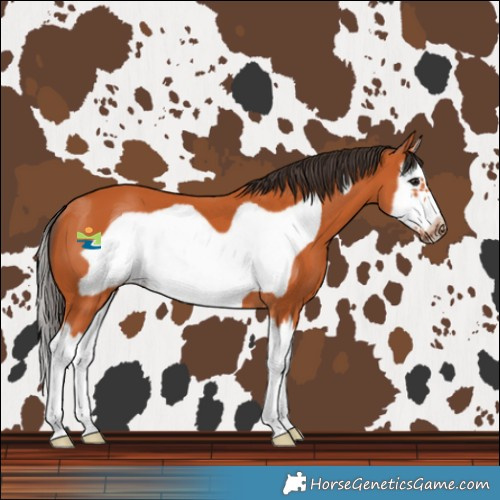 Horse Color:Bay Splash Frame 
