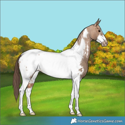 Horse Color:Bay Dun Tobiano Frame Appaloosa