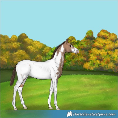 Horse Color:Bay Dun Tobiano Frame Appaloosa 