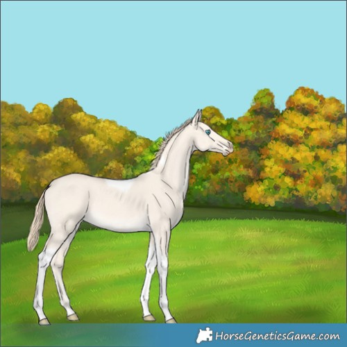 Horse Color:Perlino Dun Tobiano 