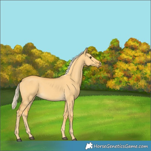Horse Color:Palomino Dun 
