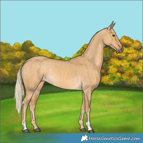 Horse Color:Palomino Dun