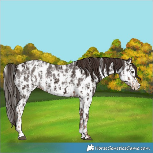 Horse Color:Liver Chestnut Sabino Splash Appaloosa  and Liver Chestnut Sabino Splash Appaloosa 