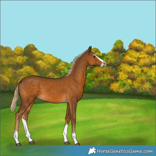 Horse Color:Gray Palomino Splash 