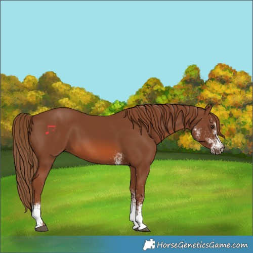 Horse Color:White Spotted Chestnut 