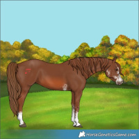 Horse Color:White Spotted Chestnut