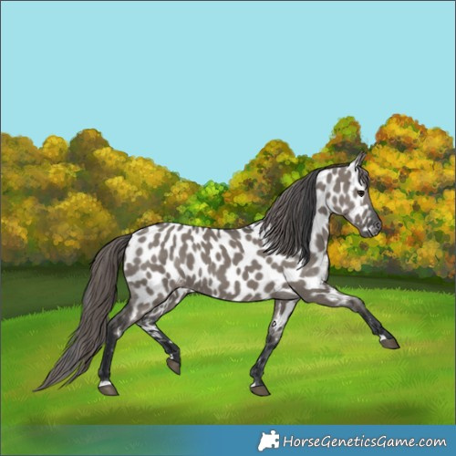 Horse Color:Grullo Appaloosa 