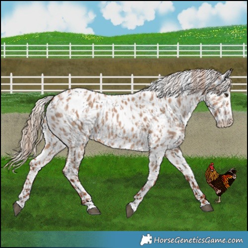 Horse Color:Red Dun Leopard and Red Dun Leopard