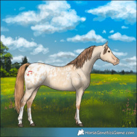 Horse Color:Red Dun Blanket and Red Dun Blanket
