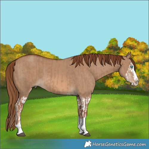 Horse Color:Red Dun Splash  and Red Dun Splash 