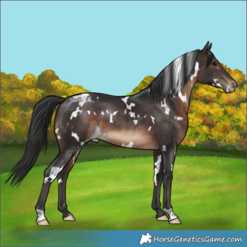 Horse Color:White Spotted Brown Appaloosa