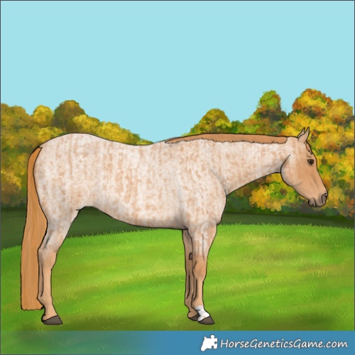 Horse Color:Red Roan  and Red Roan 