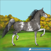 Horse Color:White Spotted Grullo 