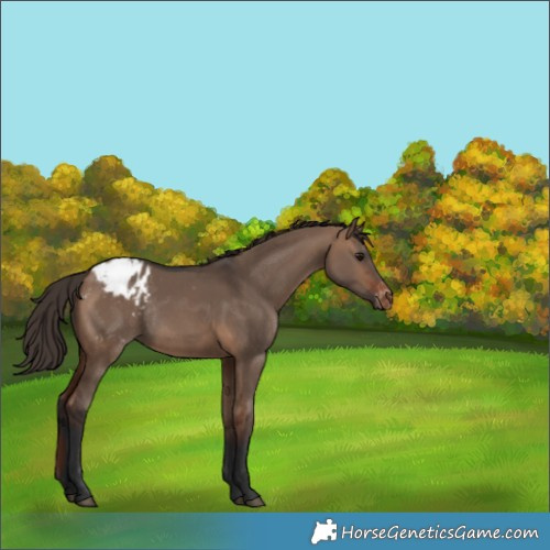 Horse Color:Bay Dun Appaloosa Rabicano