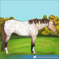 Horse Color:Bay Roan Dun Near Leopard 