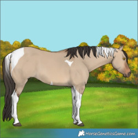Horse Color:Bay Dun Tobiano 