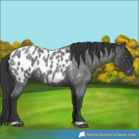 Horse Color:Blue Roan Near Leopard