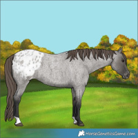 Horse Color:Grullo Roan Appaloosa