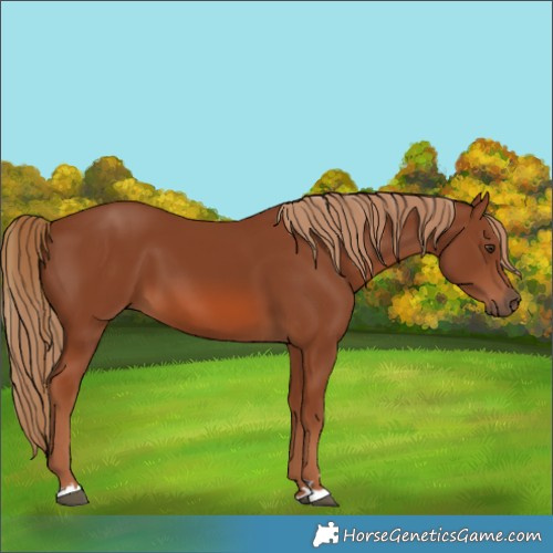 Horse Color:Chestnut 