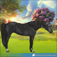 Horse Color:Smoky Black  and Gray Smoky Black 