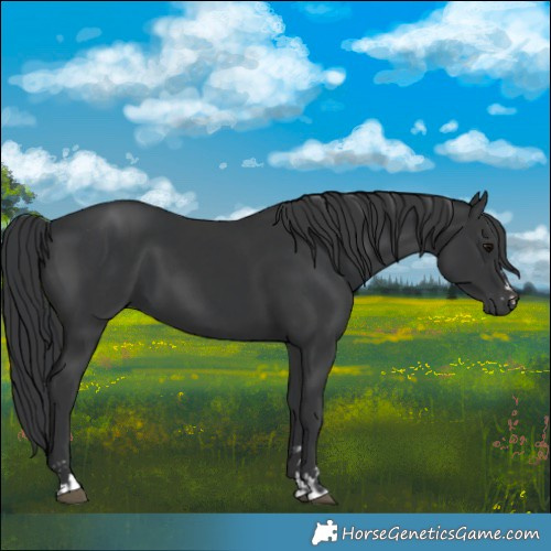 Horse Color:Black  and Black 