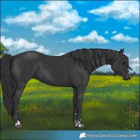 Horse Color:Black  and Black 
