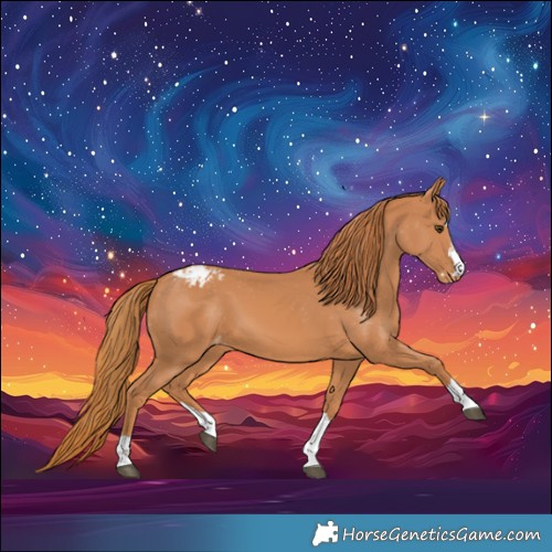 Horse Color:Chestnut Appaloosa