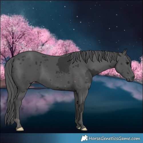Horse Color:Black Merle 