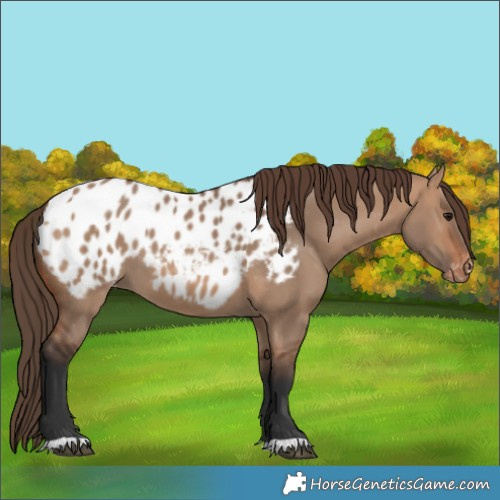 Horse Color:Bay Dun Blanket 