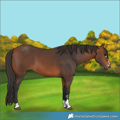 Horse Color:Bay 