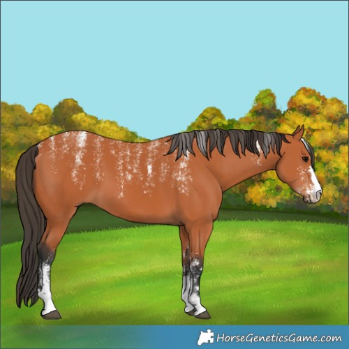 Horse Color:Powder White Bay 