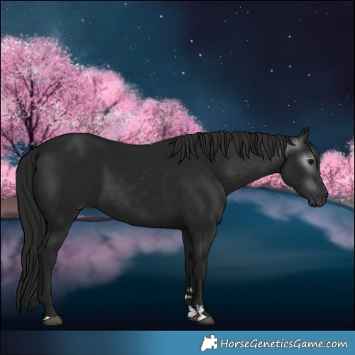 Horse Color:Gray Black 
