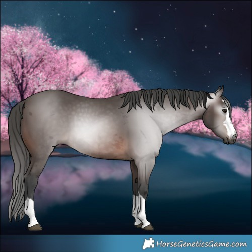 Horse Color:Gray Bay Merle
