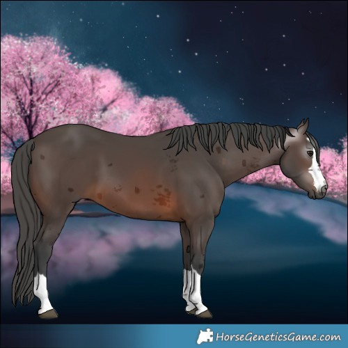 Horse Color:Gray Bay Merle