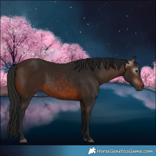 Horse Color:Gray Bay