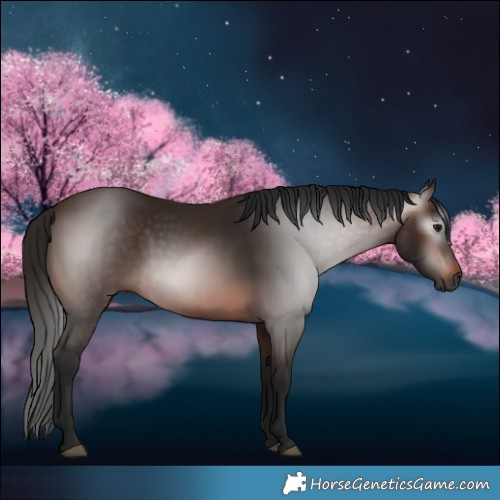 Horse Color:Gray Bay 